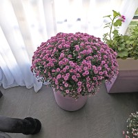 Когда замер превращается в экскурсию по оранжерее 🌿